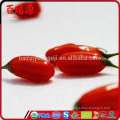 China blushwood Beere ningxia goji Beerendrachekräuter goji Beere